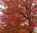 Ambrowiec amerykański Liquidambar styraciflua