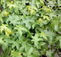 Ambrowiec amerykański Liquidambar styraciflua