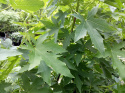 Ambrowiec amerykański Liquidambar styraciflua