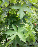 Ambrowiec amerykański Liquidambar styraciflua