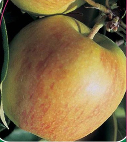 Jabłoń Złota Reneta