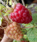Malina czerwona Polana