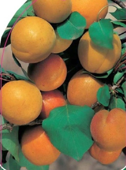 Morela Early Orange