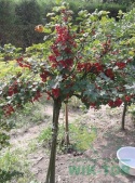 Nawóz granulowany do drzew i krzewów owocowych Sumin 1kg