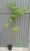 Wierzba sachalińska Sekka (Salix udensis)