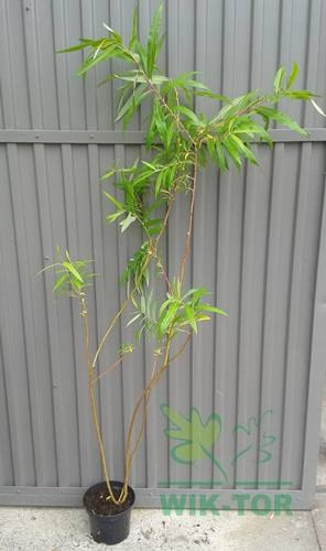 Wierzba sachalińska Sekka (Salix udensis)