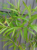 Wierzba sachalińska Sekka (Salix udensis)