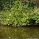 Wierzba sachalińska Sekka (Salix udensis)