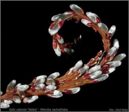 Wierzba sachalińska Sekka (Salix udensis)