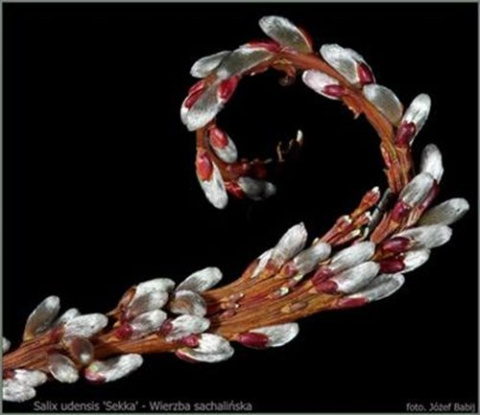 Wierzba sachalińska Sekka (Salix udensis)