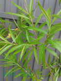 Wierzba sachalińska Sekka (Salix udensis)