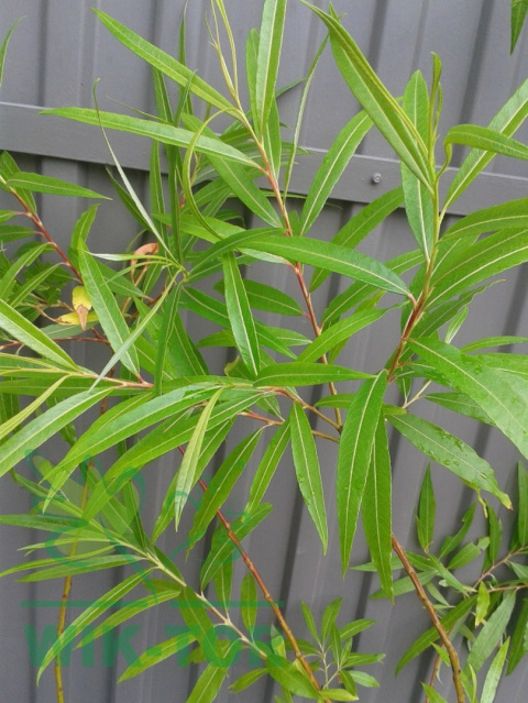 Wierzba sachalińska Sekka (Salix udensis)