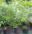 Wierzba sachalińska Sekka (Salix udensis)