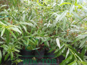 Wierzba sachalińska Sekka (Salix udensis)