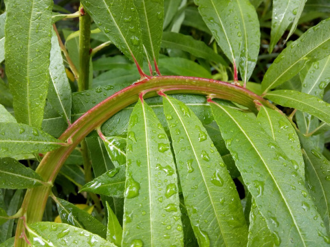 Wierzba sachalińska Sekka (Salix udensis)