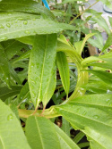 Wierzba sachalińska Sekka (Salix udensis)