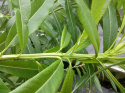 Wierzba sachalińska Sekka (Salix udensis)