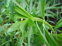 Wierzba sachalińska Sekka (Salix udensis)