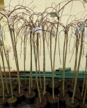 Wierzba Iwa Pendula