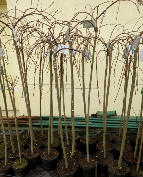 Wierzba Iwa Pendula