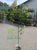 Wierzba Iwa Pendula
