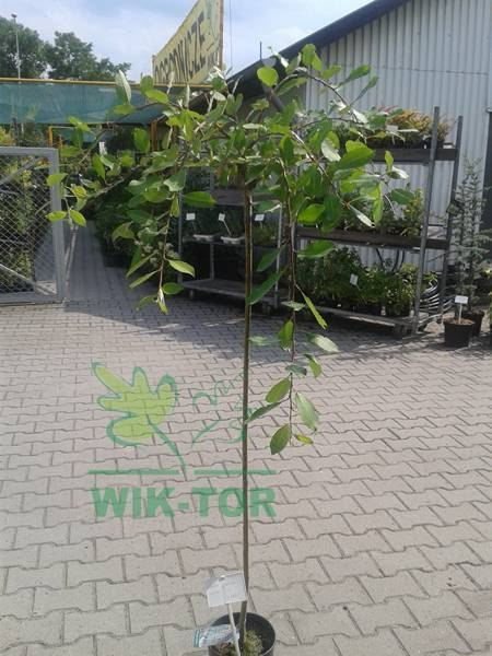 Wierzba Iwa Pendula