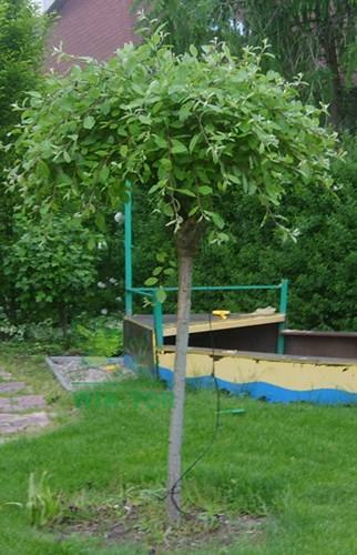 Wierzba Iwa Pendula