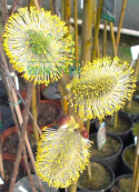 Wierzba Iwa Pendula