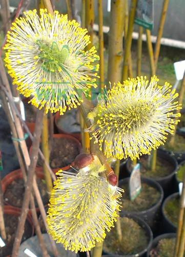 Wierzba Iwa Pendula