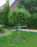 Wierzba Iwa Pendula
