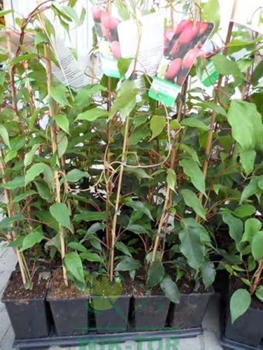 Aktinidia ostrolistna Jumbo