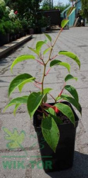 Aktinidia ostrolistna Geneva