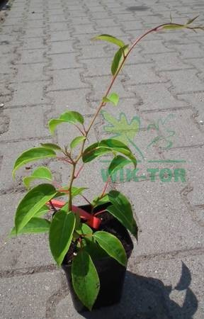 Aktinidia ostrolistna Geneva
