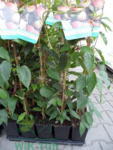 Aktinidia ostrolistna Geneva