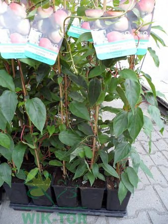 Aktinidia ostrolistna Geneva