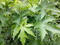 Ambrowiec amerykański Liquidambar styraciflua
