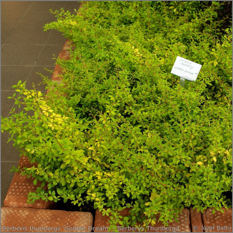 Berberys thunberga 'Golden Dream'