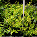 Berberys thunberga 'Golden Dream'
