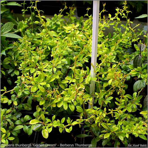 Berberys thunberga 'Golden Dream'