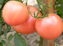 Biohumus Extra nawóz do pomidorów ekologiczny 1l