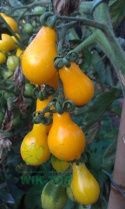 Biohumus Extra nawóz do pomidorów ekologiczny 1l