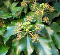 Bluszcz pospolity