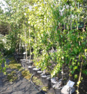 Brzoza pożyteczna Jacquemounta Betula
