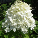 Hortensja bukietowa Phantom