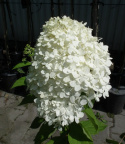 Hortensja bukietowa Phantom