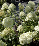 Hortensja bukietowa Phantom