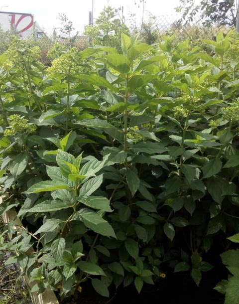 Hortensja bukietowa Phantom