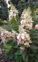 Hortensja bukietowa Pinky Winky