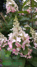Hortensja bukietowa Pinky Winky