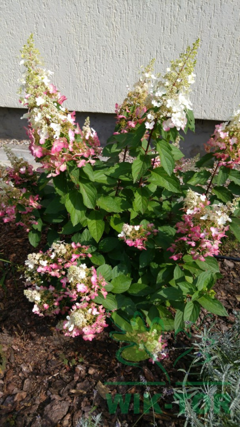 Hortensja bukietowa Pinky Winky